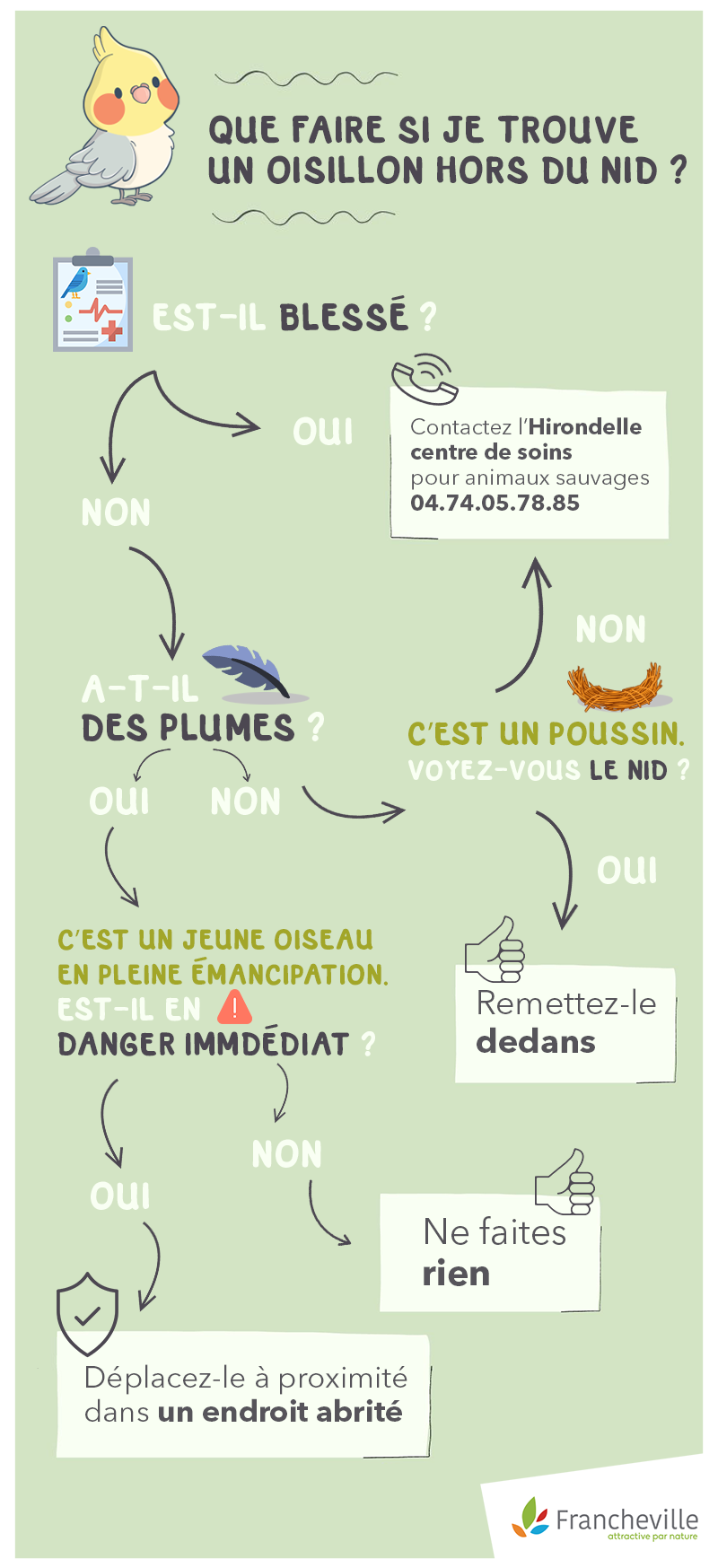 Oiseau blessé ou oisillon tombé du nid : que faire